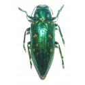 Buprestidae sp.03 SET OF 30