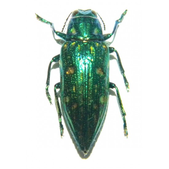 Buprestidae sp.03 SET OF 30