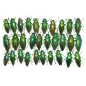 Buprestidae sp.03 SET OF 30