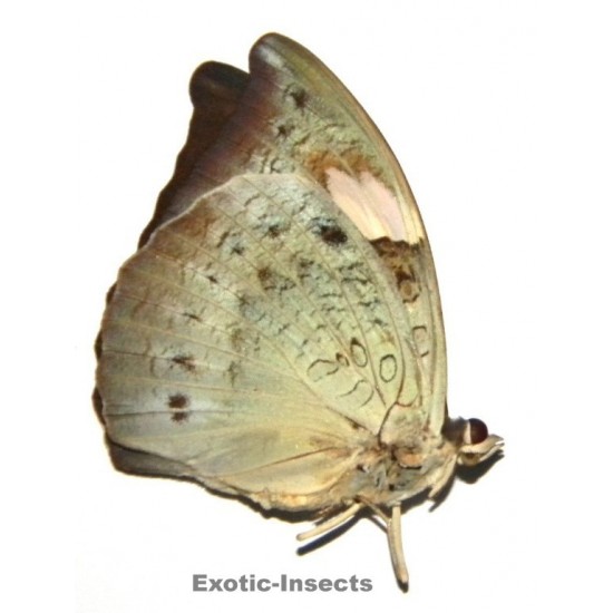 Euthalia anosia pagiana