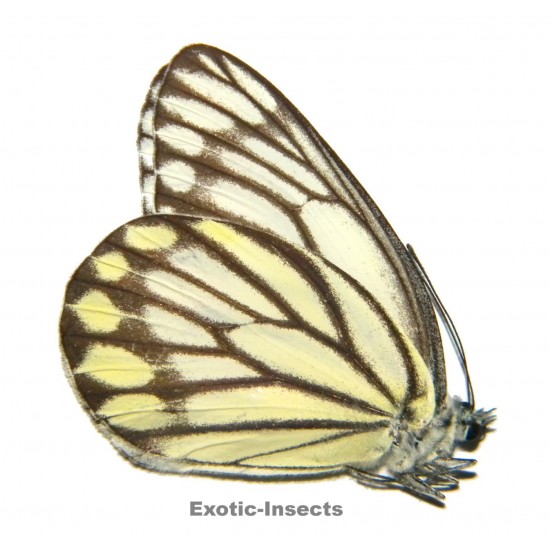 Delias hyparete hypopelia
