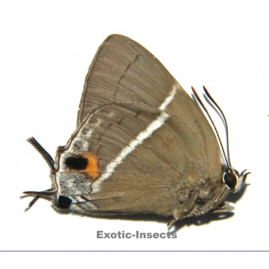 Dacalana sinhara