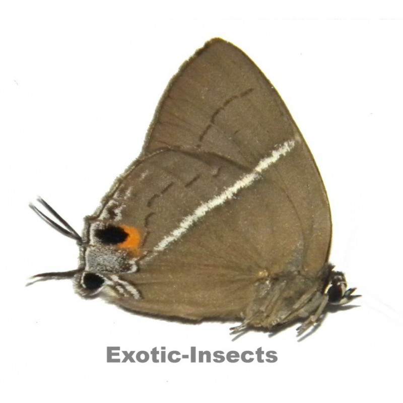 Dacalana sinhara