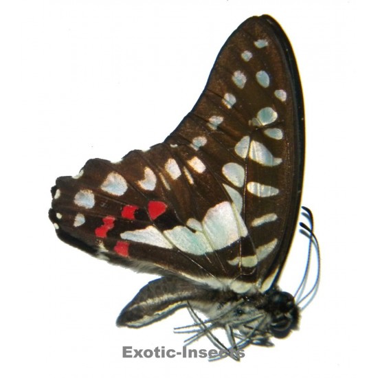 Graphium evemon hetaerias
