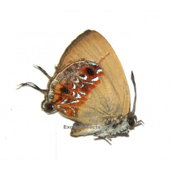 Semanga superba gloriosa