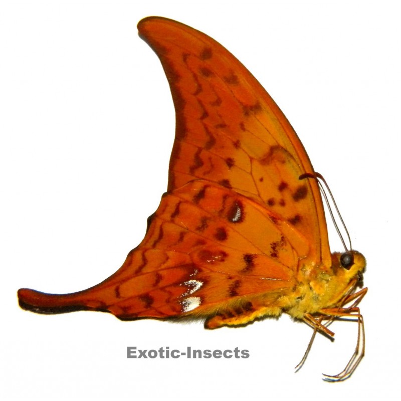 Meandrusa payeni ciminius