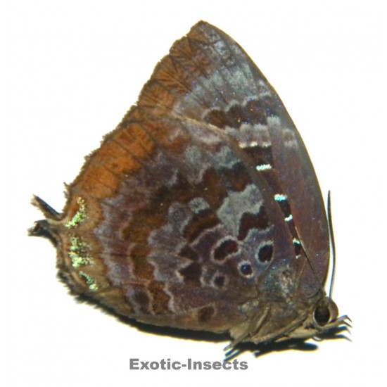 Arhopala araxes onetor