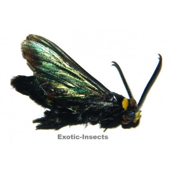 Trilochana oberthuri