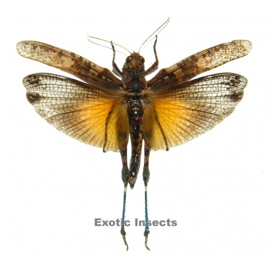 Pternoscirta caliginosa