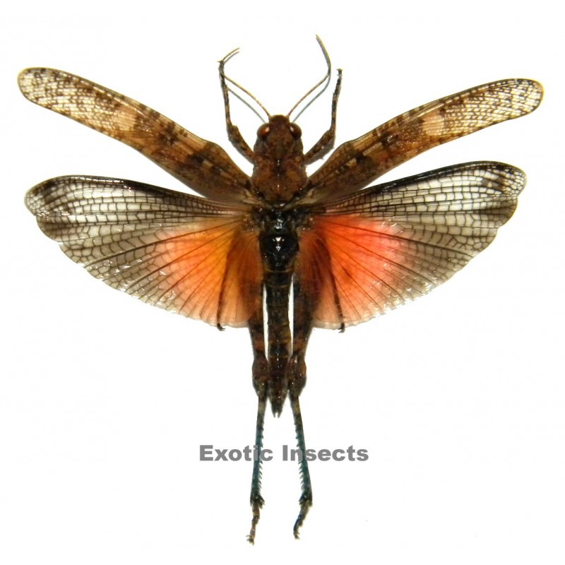 Pternoscirta caliginosa