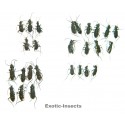 Carabidae mix05  SET OF 26