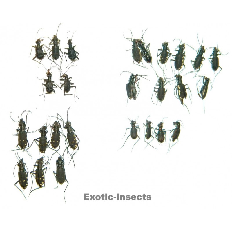 Carabidae mix05  SET OF 26