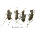Carabidae mix05  SET OF 26
