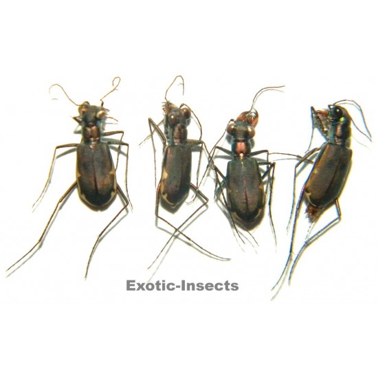 Carabidae mix05  SET OF 26