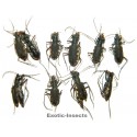 Carabidae mix05  SET OF 26