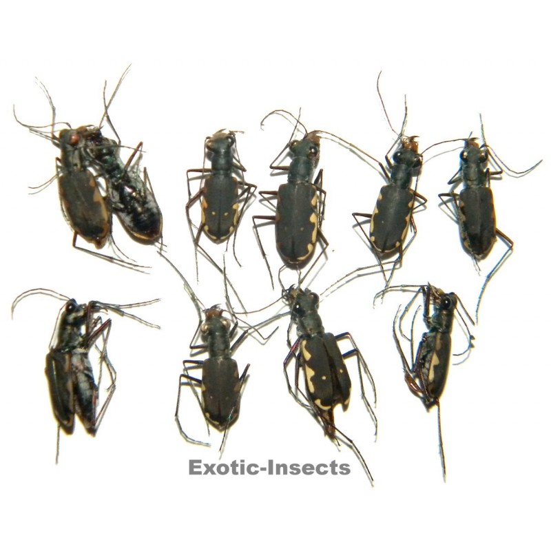 Carabidae mix05  SET OF 26
