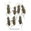 Carabidae mix05  SET OF 26