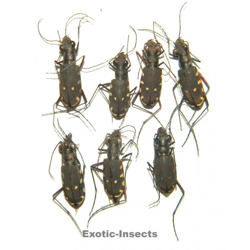Carabidae mix05  SET OF 26