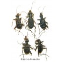 Carabidae mix05  SET OF 26