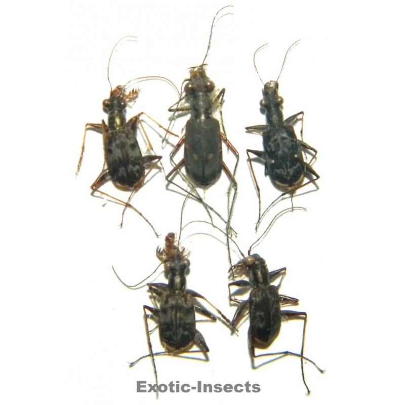 Carabidae mix05  SET OF 26