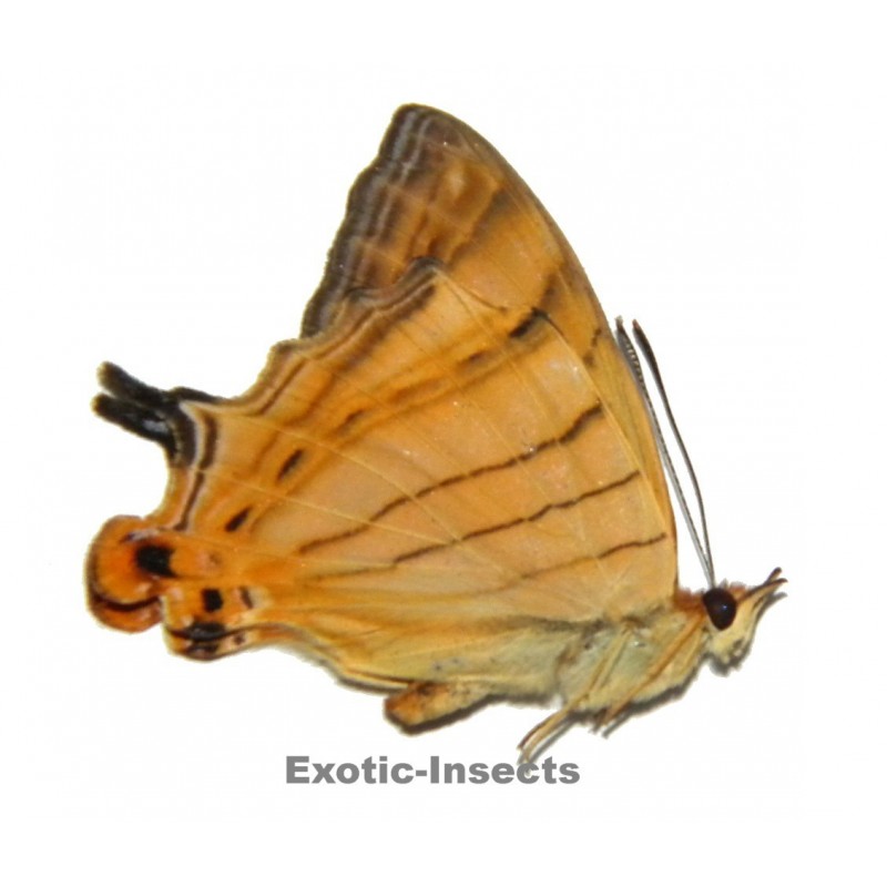 Cyrestis lutea lutea