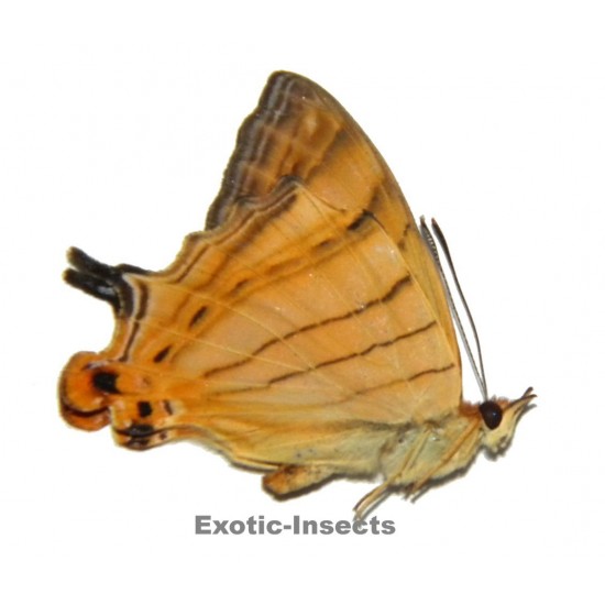 Cyrestis lutea lutea