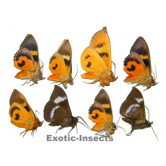 Noctuidae mix 03  Set of 8