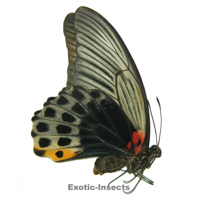 Papilio memnon anceus  DARK FORM