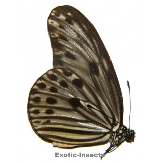Ideopsis gaura nigrocostalis