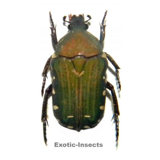Glycyphana malayensis