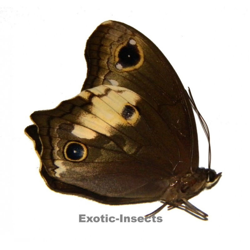Neorina lowii mentawaiensis