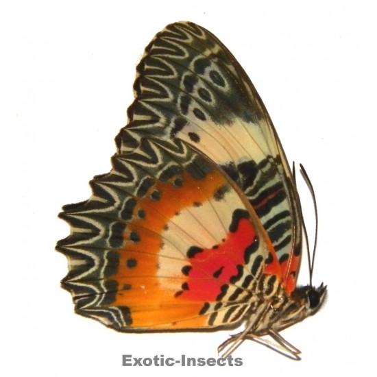 Cethosia hypsea pallaurea
