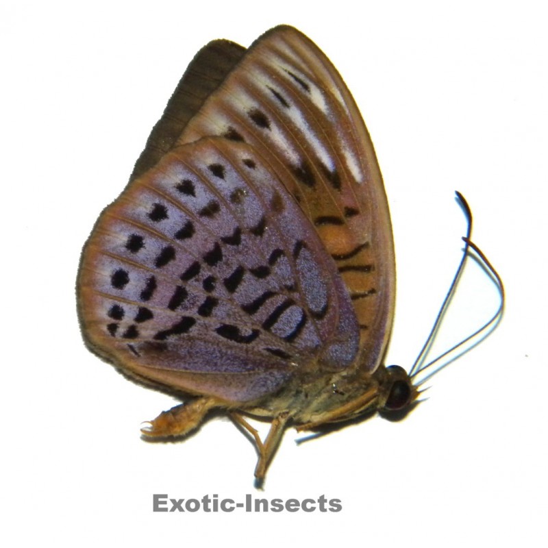 Tanaecia visandra