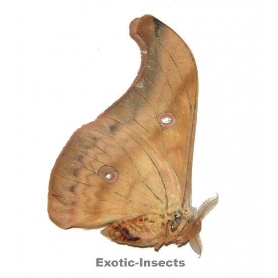 Antheraea tenggarensis