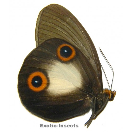 Taenaris hyperbolus versteegi