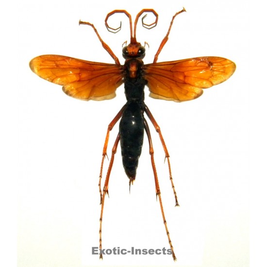 Hemipepsis sp.02 (40-49mm)