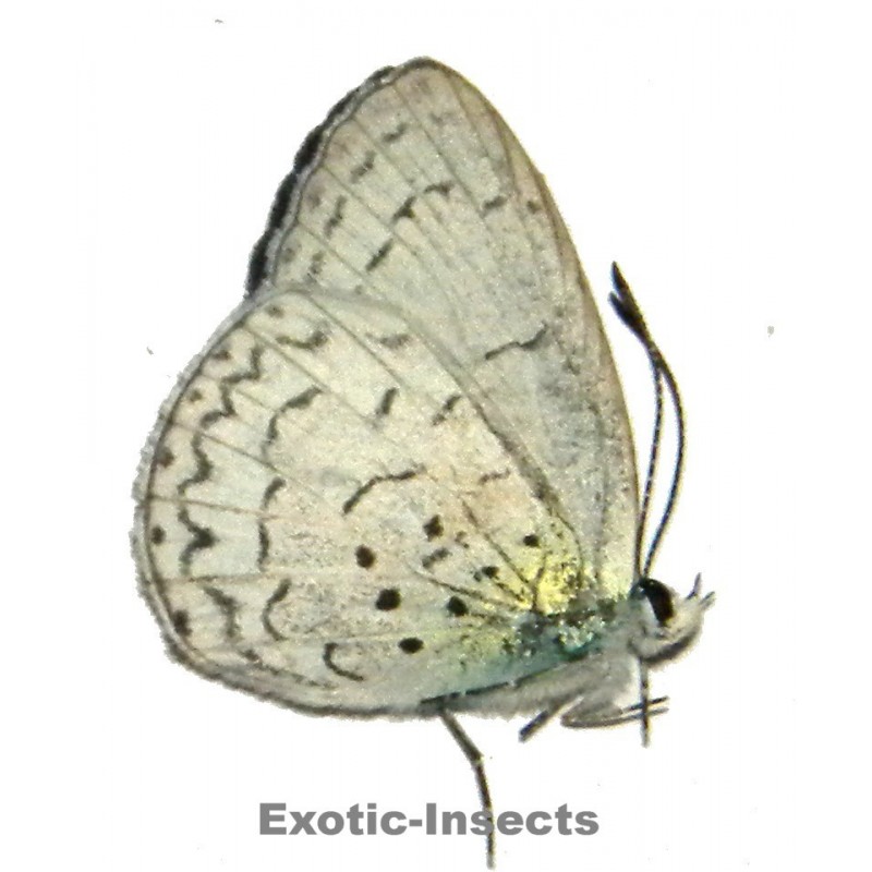 Candalides biaka