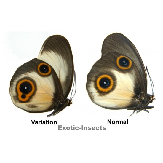 Taenaris catops pamphagus  VARIATION01