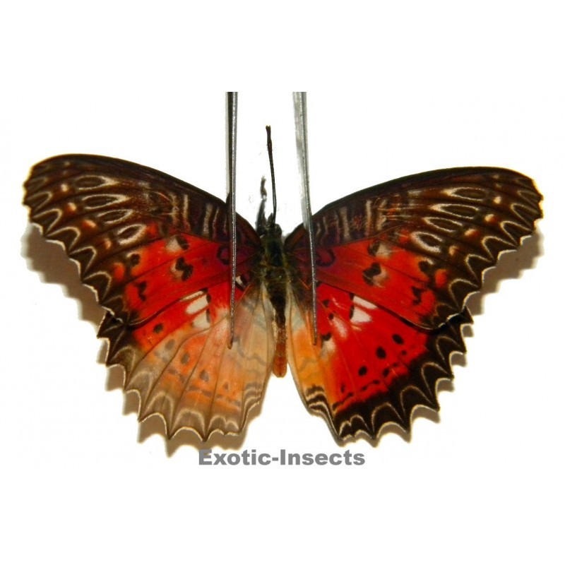 Cethosia biblis picta