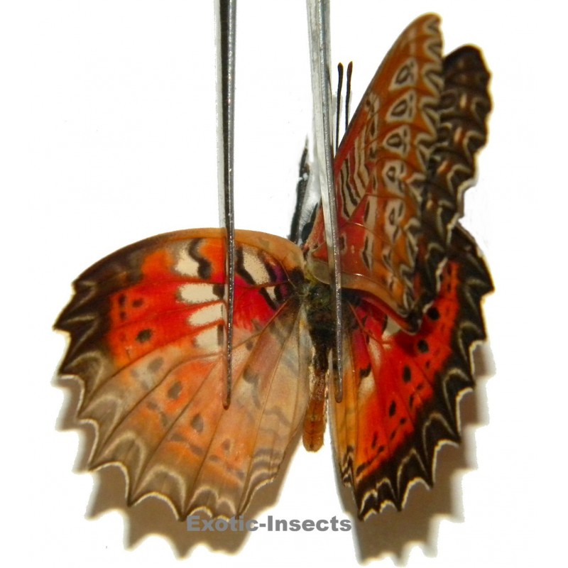 Cethosia biblis picta