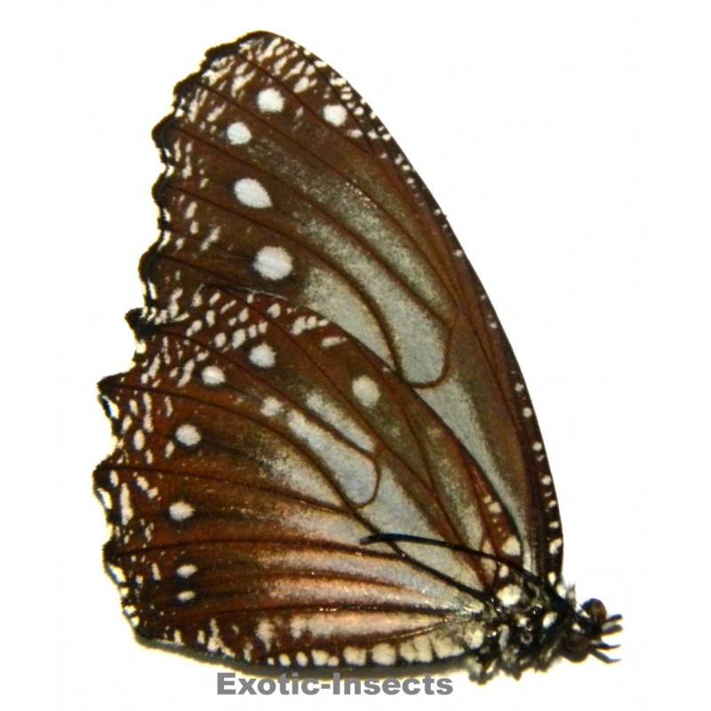 Elymnias ceryx
