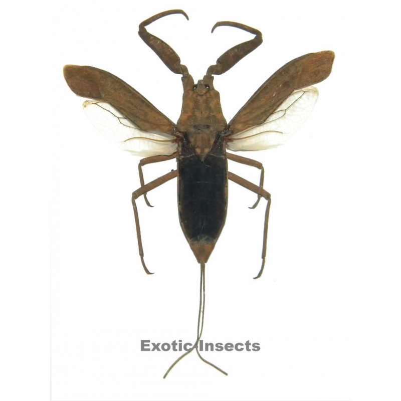 Laccotrephes pfeiferiae