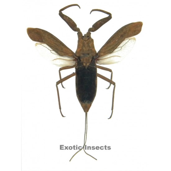 Laccotrephes pfeiferiae