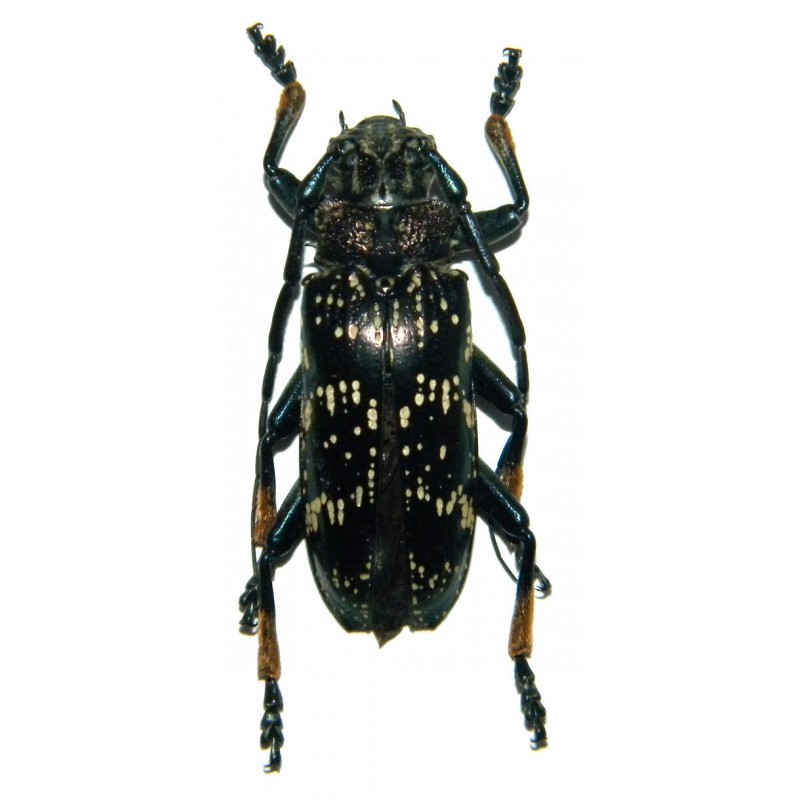 Sphingnotus dunningi (35-39mm)