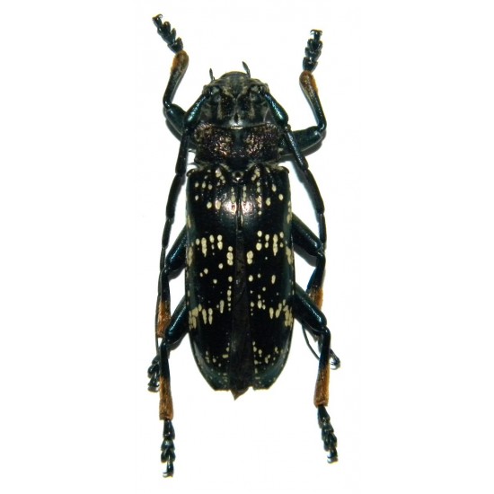 Sphingnotus dunningi (35-39mm)