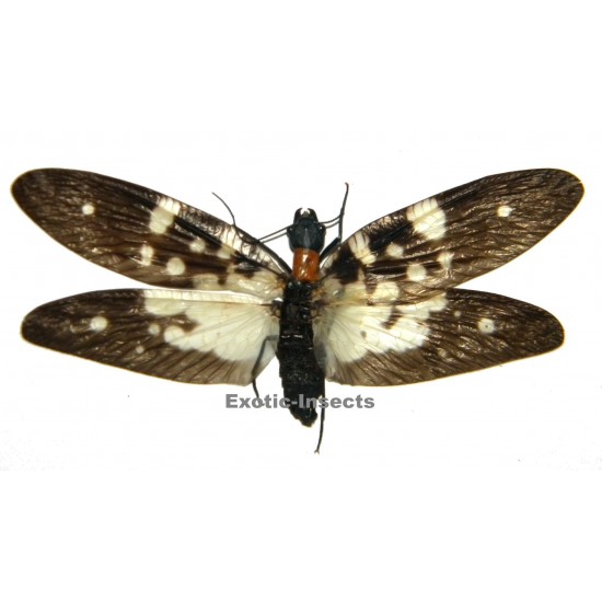 Neurhermes maculipennis