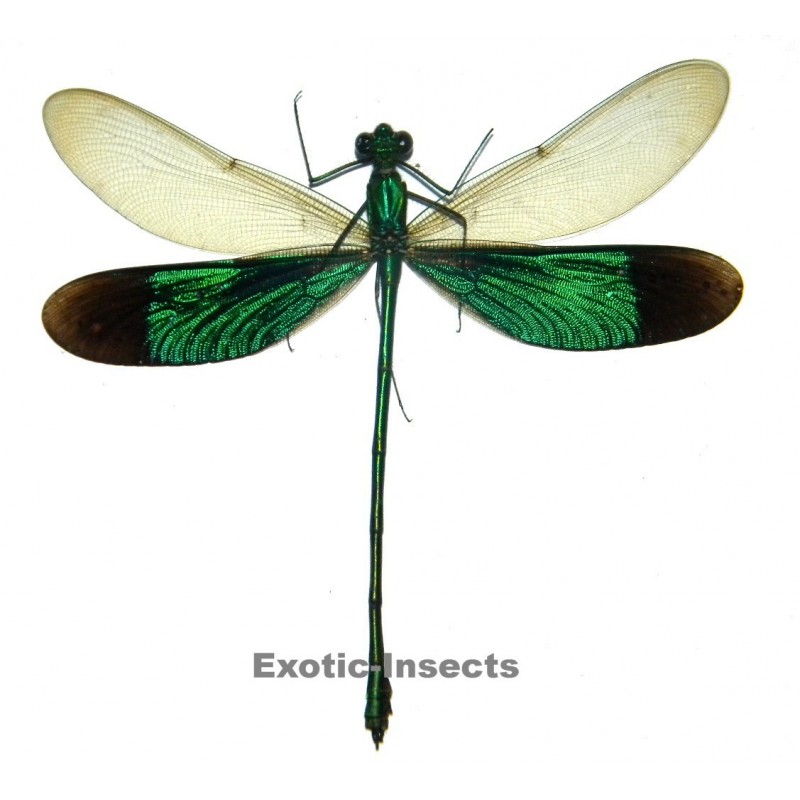 Neurobasis chinensis florida