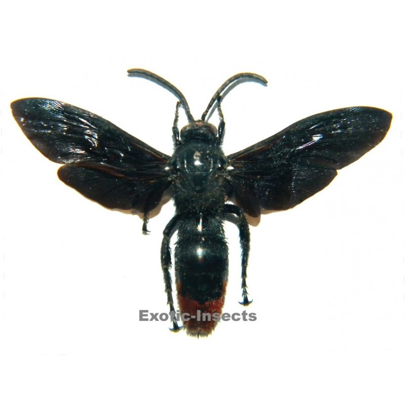 Megascolia azurea