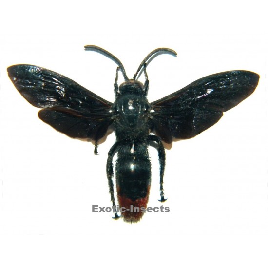 Megascolia azurea