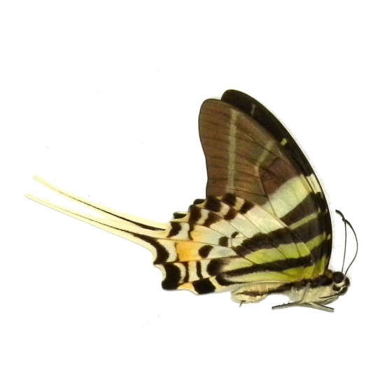 Pathysa androcles androcles